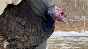 The word was then applied to the larger northern american bird meleagris gallopavo which was brought to spain by conquistadors in 1523. Video Looks Wild But These Turkey Are Being Trapped For Their Own Good