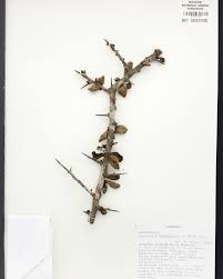 Image result for Kanahia laniflora