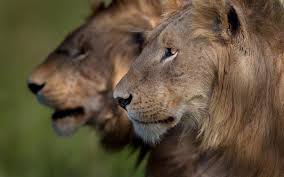 With the help of his students and some national geographic grantees, dr. 10 Best Africa Wildlife Documentaries Rhino Africa Blog