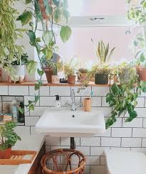 Houseplants improve the air quality in your home by cleaning the even if your bathroom is dark and windowless, and even if you are a terrible plant keeper, you can have success by keeping the right plants in your bathroom. A Guide To The Best Plants For Your Bathroom Collective Gen