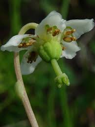 Image result for Pearsonia uniflora