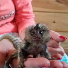 Check spelling or type a new query. Marmosets Finger Monkeys For Sale Janda Exotics Animal Ranch United States