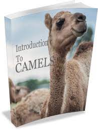 Teaching the world how to draw camels. Camel Training Video Webinar Camel Ebook Camelconnection Com