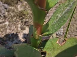 Image result for Crassula vaginata