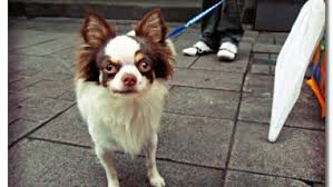 The chihuahua is the smallest dog breed in the world. Deer Head Vs Apple Head Chihuahua What S The Difference