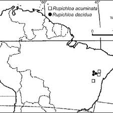 Image result for Moorochloa malacodes