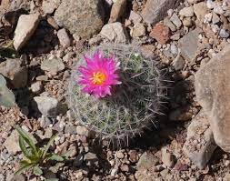 The longest living cactus is thought to be the saguaro cactus, which is native to the desert of arizona and mexico. Barrel Cactus Bloom Picture Of Arizona Sonora Desert Museum Tucson Tripadvisor