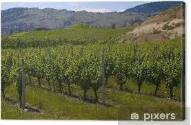 Visit realtor.ca to see all the osoyoos real estate listings on the mls® today! Leinwandbild Weinberge Und Obstgarten Osoyoos Bc Pixers Wir Leben Um Zu Verandern