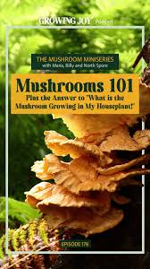 The Mushroom Miniseries: Mushrooms 101 Plus the Answer to "What is the  Mushroom Growing in My Houseplant!", Ep 178