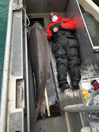 Maybe you would like to learn more about one of these? Massive Fish In Detroit River