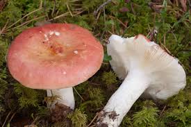 Image result for Russula polyphylla