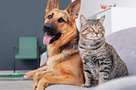 This helps the new pet adjust to the home and can better help friendships form among the animals. Home Spca Of Northern Virginia