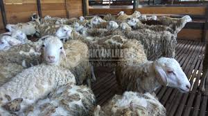 Kambing perah jenis ini telah disebarkan di daerah india barat, guyana, madagaskar, mauritis, dan malaysia. Geser Australia Vietnam Dan Thailand Jawa Timur Ekspor 60 Ribu Domba Ke Malaysia Faktualnews Co