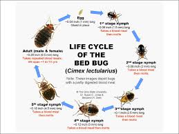 Pest control services in sydney for bed bugs. Kalamazoo Bed Bug Removal And Control Johnson Pest Control Services Kalamazoo Bed Bug Removal And Control