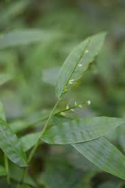 Image result for Oplismenus undulatifolius