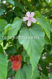 Image result for Bixa orellana