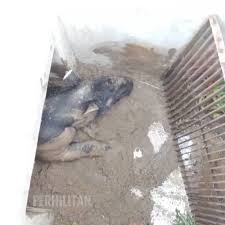 Shahnoor alam old bridge nj, shah noor, shah noorani, shah noor md, shah noorani mazar, shah noorani shrine, urdu hindi اُردو / हिंदी : Jabatan Perhilitan On Twitter Operasi Menyelamat Tapir Di Kota Kemuning Shah Alam Pada 3 Mac 2019 Jabatan Perhilitan Selangor Telah Menjalankan Operasi Menyelamat Seekor Tapir Yang Terperangkap Dalam Sebuah Longkang Di Kota