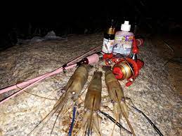 Bagaimana cara mancing udang galah di sungai menggunakan umpan udang kecil hidup?. Umpan Udang Galah Masa Kini Umpan