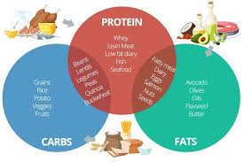 Fat protein efficient can digest protein faster than carbohydrates! What Provides Most Energy Fat Protein Or Carbohydrates Quora