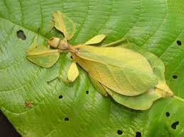 Mimicry (countable and uncountable, plural mimicries). Mimicry Amisstome