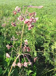 Image result for Schlechterina