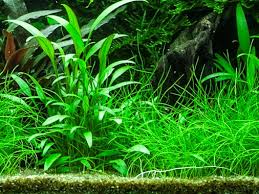 The typical habitats of cryptocoryne are mostly streams and rivers with not too rapidly flowing water, in the lowland forest. Cryptocoryne X Willisii Tropica Aquarium Plants