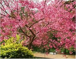 Image result for Prunus cerasoides
