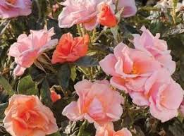 The amount of sunlight that falls in the window. Care Roses At Home å½é èèèµ