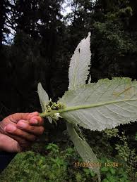 Image result for Senecio sp.no.3