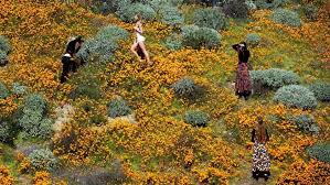 Last minute hotels in lake elsinore. Super Bloom Shutdown Lake Elsinore Shuts Access After Crowds Descend On Poppy Fields Los Angeles Times
