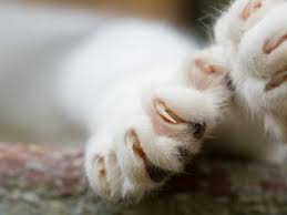 Laser declawing is usually more expensive than blade declawing, but laser declawing results in less bleeding during surgery, as well as less pain and shorter recovery time. Is Declawing Cats Illegal