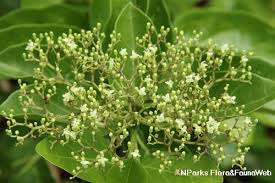 Image result for Premna serratifolia