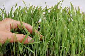 Jul 14, 2021 · specifically, hard dirt or compact soil is not going to do your grass seeds any favor. How To Plant Grass Seed On Hard Dirt