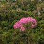 Pueblos indígenas del bosque de Mbaracayú: haciendo frente al cambio en la cuenca alta del Paraná