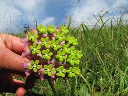 Image result for Asclepias albens