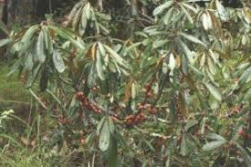 Image result for Cyrtanthus rhodesianus