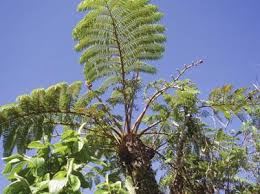 Image result for Cyathea mildbraedii