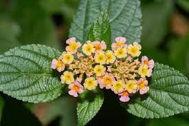 Lantana Camara Family Verbenaceae In Silent Valley National Park Kerala India Plants Lantana Planting Seeds