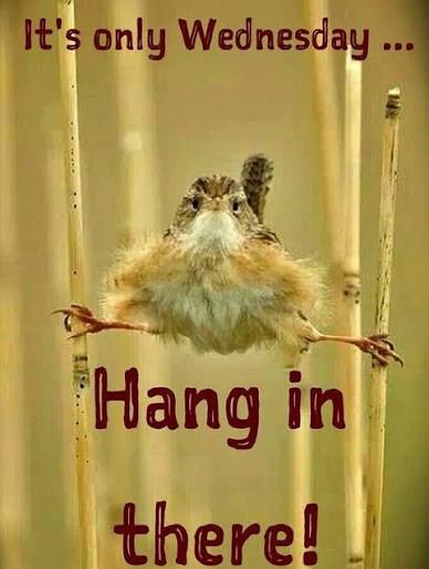 Funny - Happy Wednesday.. 🐫🐪 | Facebook