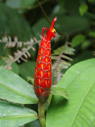 Image result for Costus subbiflorus