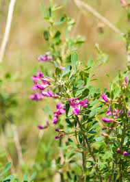 Image result for Astragalus