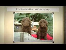 Due to the high demand for our puppies, we are currently pausing our application process with the exception of repeat clients. Labradoodle Puppies In Ohio Just A Walk Home Kennel 330 527 5959 Youtube