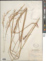 Image result for Loudetia simplex