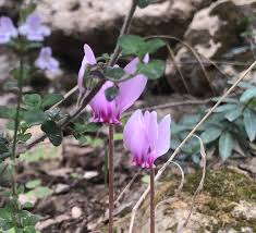 Non pensate che il vostro balcone sia destinato a restare spoglio e grigio appena arrivano i primi freddi. Ciclamino Hederifolium Al Sud Italia Natura In Mente Calliopea