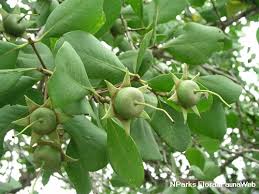 Image result for Sonneratia