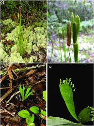 Image result for Schizaea pectinata