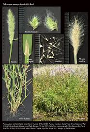 Image result for Polypogon