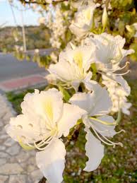 Image result for Bauhinia variegata