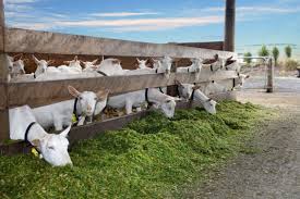 IGA Blog - INTERNATIONAL GOAT ASSOCIATION