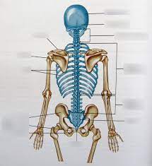 Explore a wide range of the best back bone on aliexpress to find besides good quality brands, you'll also find plenty of discounts when you shop for back bone. Bones Of The Back Diagram Quizlet